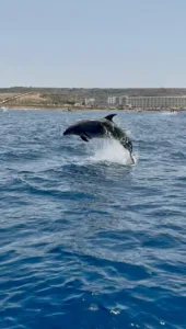 Dolphin jumping out of the sea during a boat tour in Malta