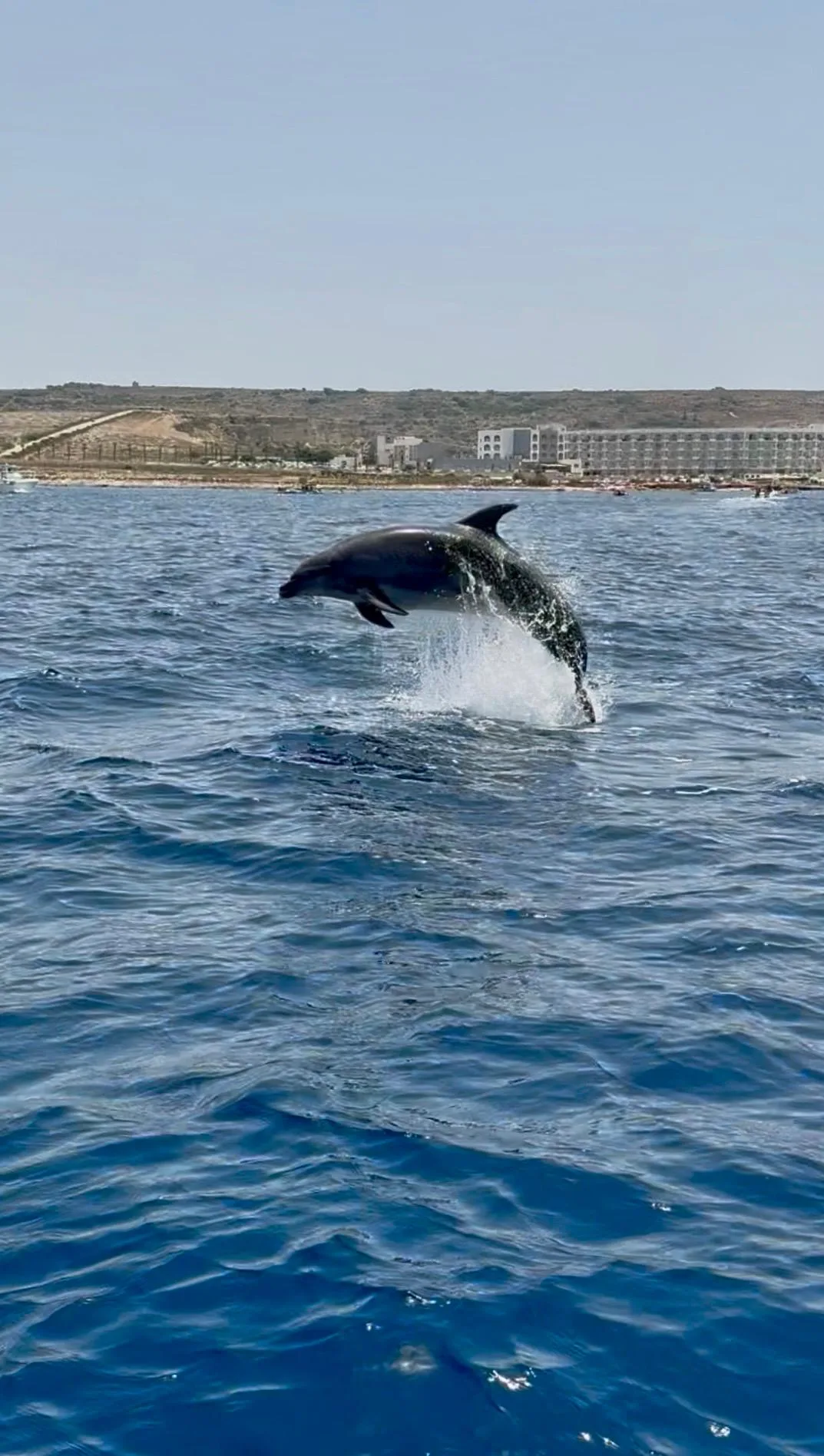 Dolphin jumping out of the sea during a boat tour in Malta